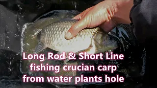 Long rod & short line fishing crucian carp from water plants hole