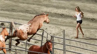 Un caballo se vuelve loco cuando ve a esta chica - La razón conmocionó a su dueño