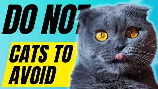 7 Cat Breeds You SHOULD NOT Own