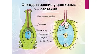 Размножение покрытосеменных растений Автосохраненный