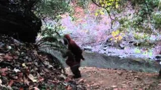 Bigfoot Spotted in Santa Cruz Mountains!!!!