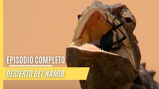 El impresionante desierto del Namib | Episodio Completo