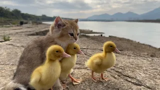 The kitten takes three ducklings on an outdoor trip!  happy duck🐥😽