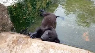 Lorsque l'homme trouve le chiot paralysé couché dans la flaque d'eau, il prend une décision