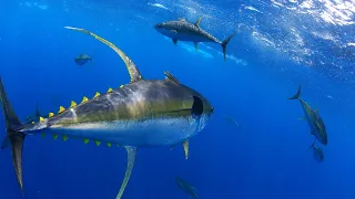 TUNA Fishing San Diego California | The Salty Twins