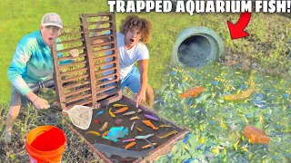 I Found a Sewer FILLED With Trapped AQUARIUM FISH!