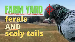 Farm Yard Ferals And Scaly Tails - Air Rifle Pest Control