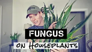 PLANT EMERGENCY! Fungus on Houseplants | Fungus on Sansevieria | Fungus on Pothos