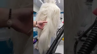 grooming a matted Great Pyrenees