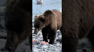 Part 2 Grizzly Bear Eating Salmon #bear#chicagobear#shorts#shortsvideo#animals #forest#jungle#nature