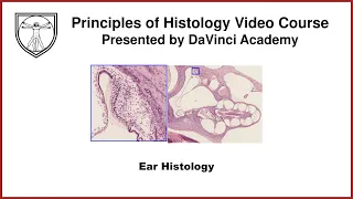 Ear Histology [Special Senses Histology Part 4 of 4]