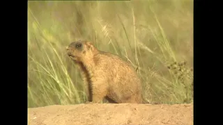 Байбак  - Marmota bobak bobak - Бабак степовий - bobak marmot