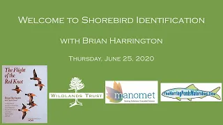 Shorebird Identification Workshop with Brian Harringotn - A Wildlands Trust Virtual Program