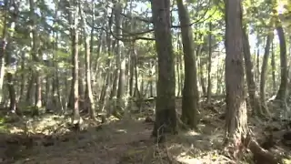 Hiking in the "Suicide Forest", Aokigahara Jukai in Japan 青木ヶ原樹海