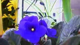 African Violet 08 hourly#1