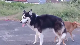 CUTE WHITE DOG PLAYING WITH SMALL SIZE DOG VERY FRIENDLY #cuteanimals