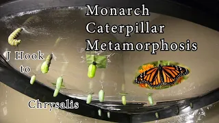 [4K] Monarch Caterpillar Changes to a Chrysalis in 4K Timelapse of Metamorphosis