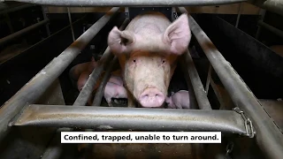 Investigation into British pig farms 2019