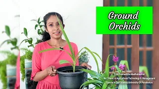 Ground orchid පැළයක් නිවැරදිව බඳුන්ගත කරමු / ground orchids cultivation in Sri Lanka 2023 l sinhala