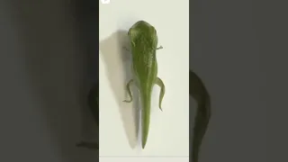 formation of tadpole into frog 🐸 . awesome video