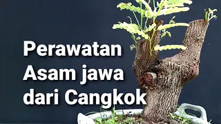 Review Cara mencangkok Asam jawa yang tepat dan cepat tumbuh akar