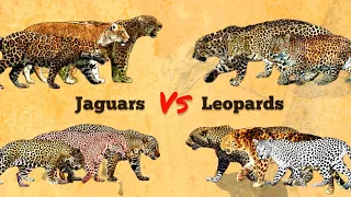 JAGUAR VS LEOPARD - Size Comparison | Extant vs Extinct | All Formerly Subspecies.