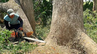 Hot Mode🔥...Cut down 2 Trembesi trees in the middle of the sugar cane plantation.