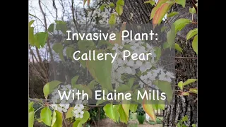 Invasive Plant: Callery Pear