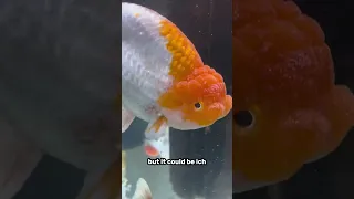 How I cured my goldfish of ich