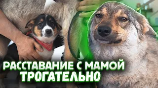 Щенок попрощался с мамой перед вылетом. Трогательно.