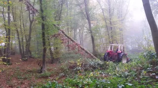 international 674  hooked up to fallen oak tree