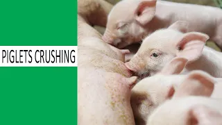 Causes of Piglet Crashing In Pig Farming (How To Avoid Them)