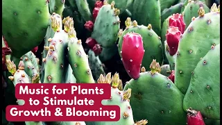 Music for Plants to Stimulate Plant Growth, Blooming, and Happiness