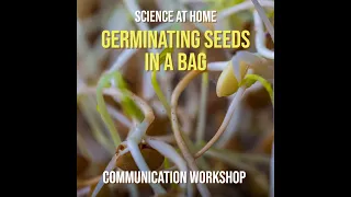 Germinating Beans In A Bag