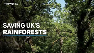 Farm owner's project aims to triple UK's temperate rainforest