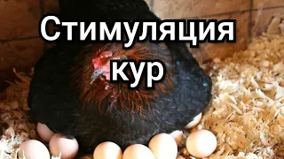 Стимуляция яйценоскости у кур натуральными средствами.