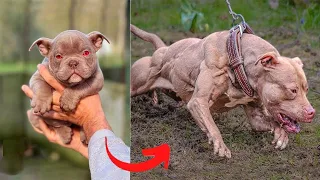 Pitbull Dogs Grow Up - Animals Grow Up From Baby Cute Animals To Big Animals