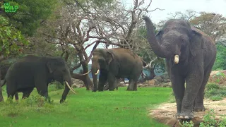 A Beautiful Scene of Young Tuskers with an Elephant Herd