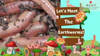 Let's Meet The Earthworms!  | online preschool educational video for kids