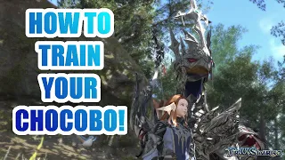 FFXIV - HOW TO TRAIN YOUR CHOCOBO!!! (ALL CUTSCENES!)