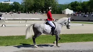 Meet Slovenia's dancing horses (upper-intermediate B2)