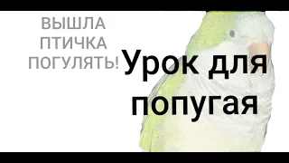 1, 2, 3, 4, 5 -- ВЫШЛА ПТИЧКА ПОГУЛЯТЬ! УЧИМ ПОПУГАЯ ГОВОРИТЬ.  УРОК ДЛЯ ПОПУГАЯ.