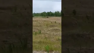 Медведь возле аэропорта Пангоды