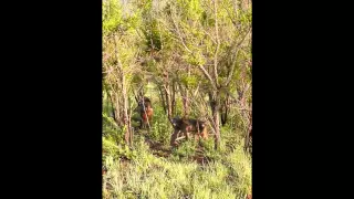 Baboon Release: Baboons Foraging for Caterpillars