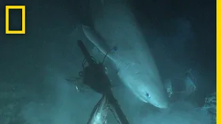 Shark Tagged From Submarine For First Time In History | National Geographic