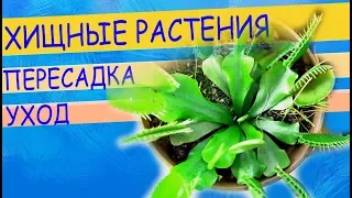 Венерина мухоловка из магазина: пересадка в свежий грунт, уход. Размножение дионеи листом.