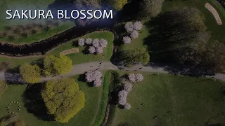 Sakura blossom in Riga