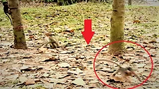 OMG! Break Heart Baby Monkey Name Jessie Falls Down From Tree While She Playing.