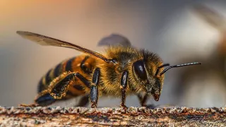 Bienenbein unter dem Mikroskop @MicroworldX #bienenbein #mikroskop #physiologie_animale