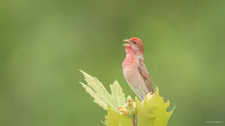 Common Rosefinch Bird Song - Çütre Kuşu Ötüşü - Carpodacus Erythrinus